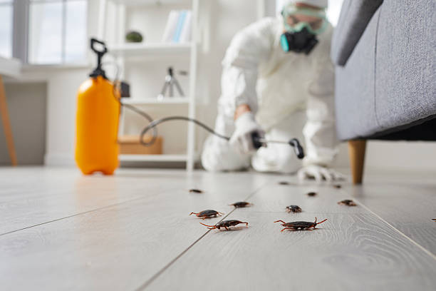 Post-Treatment Bed Bug Interceptor Monitoring in Abingdon
